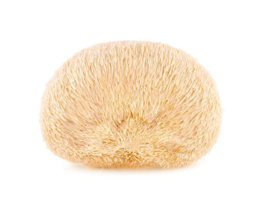 Vitalpilze Hericium 